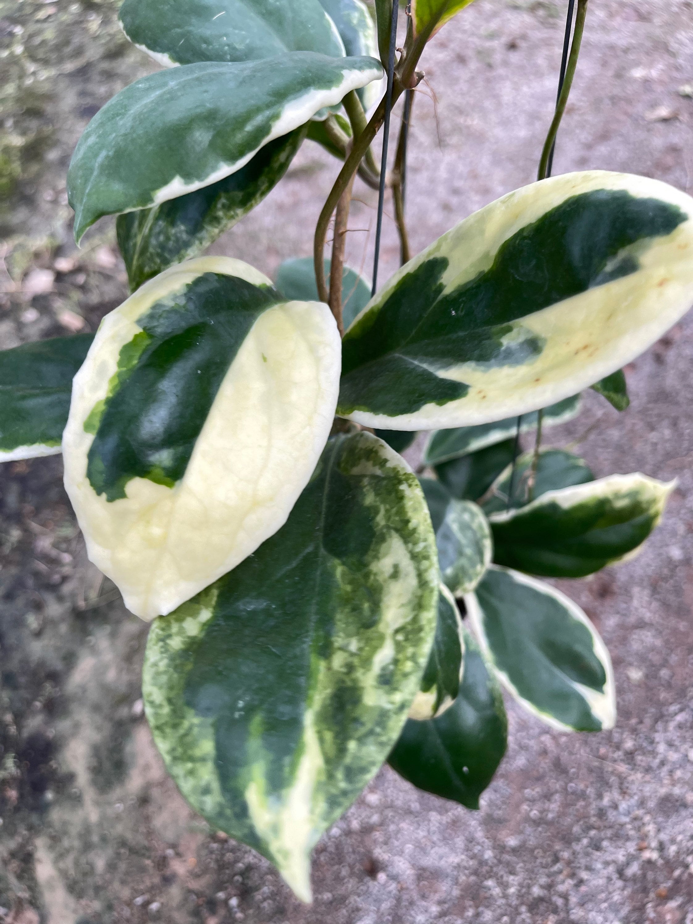 Hoya Incrassata Albomarginata (((hoya)))) Phyto-cer// - Etsy New Zealand