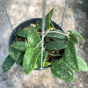 Hoya thomsonii - Etsy 日本