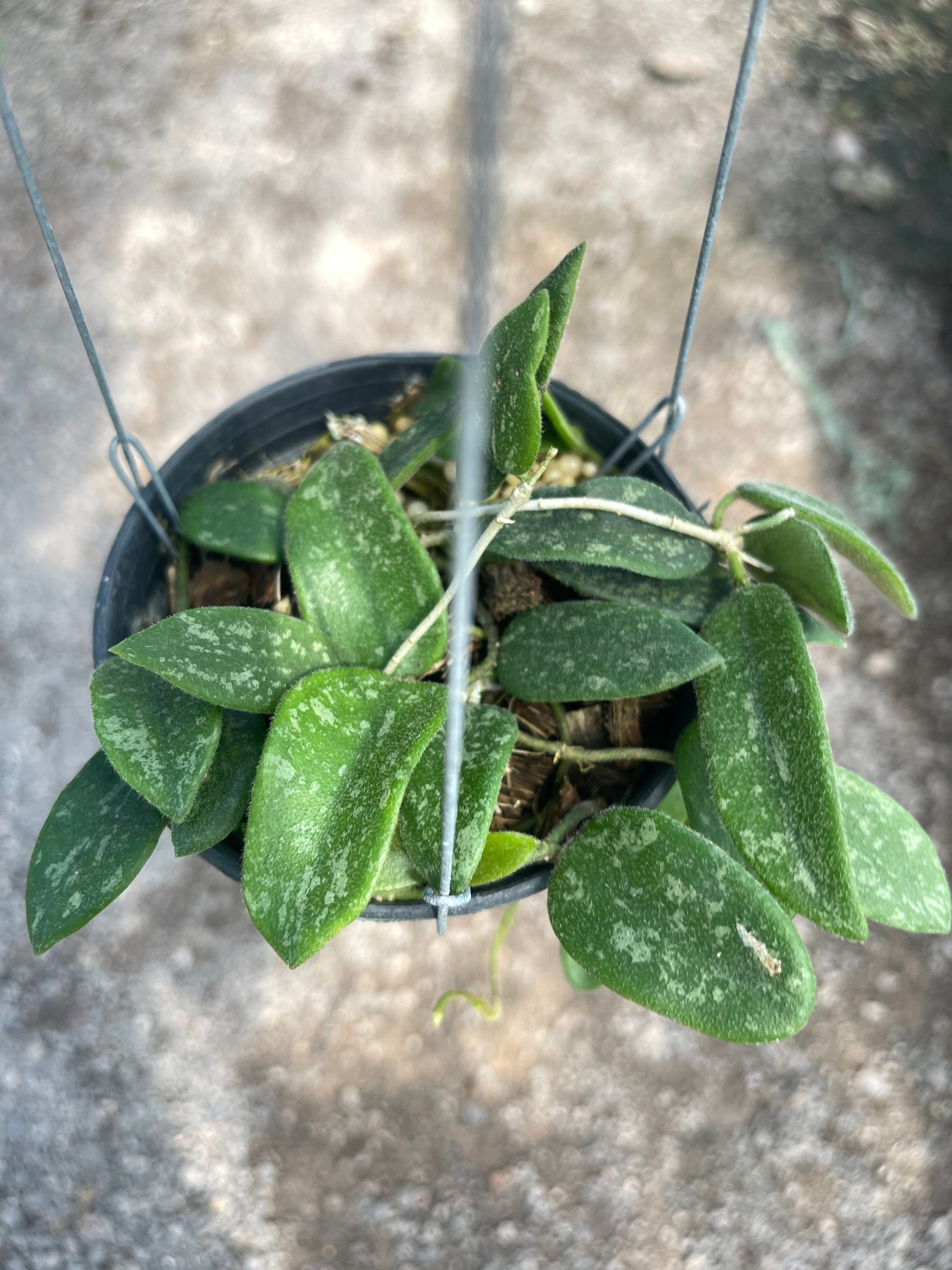 Hoya thomsonii - Etsy 日本