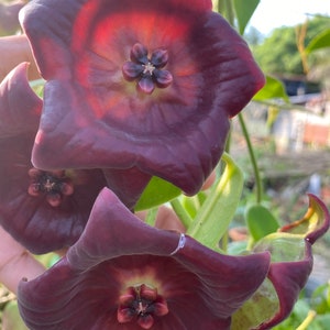 Hoya Gigas ((((Hoya)))) (((Big-flowers))) /// photo-cer//////