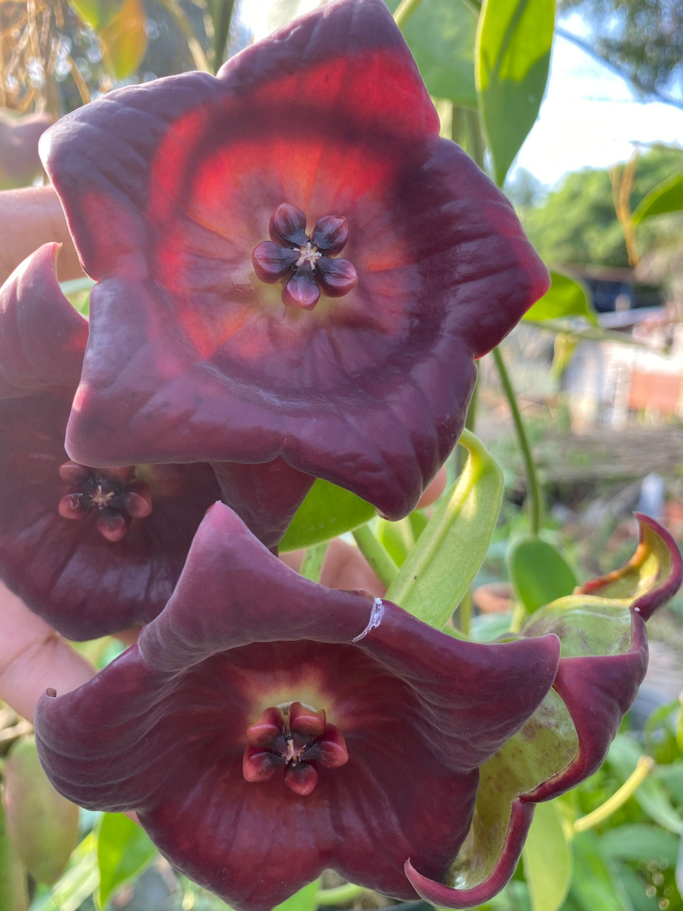ホヤギガス ((((ホヤ)))) (((大きな花))) /// 写真提供