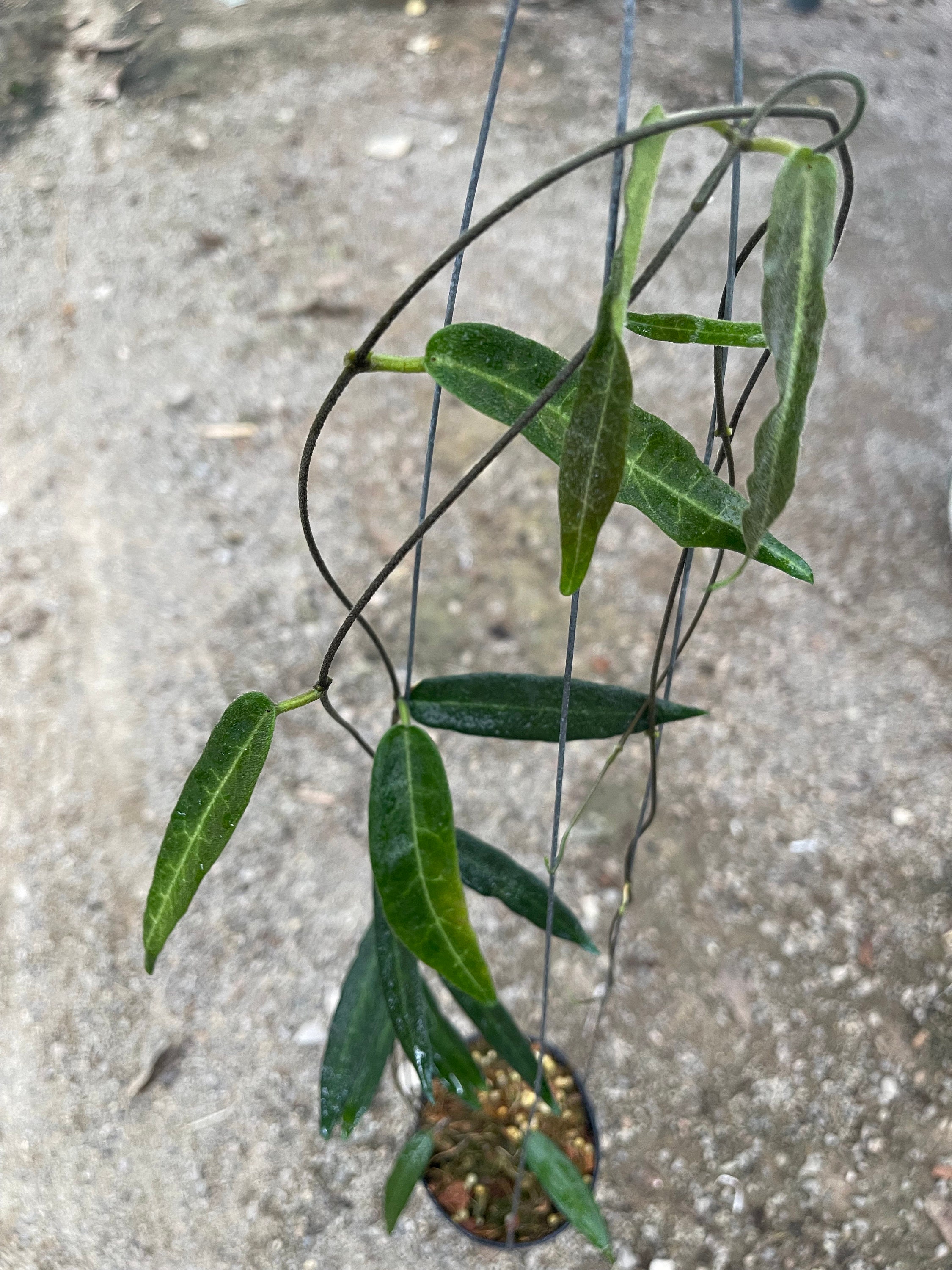 Hoya Hypolasia Sweet Flowers///phyto -cer./// - Etsy