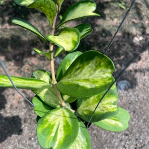 Mancha abigarrada de Hoya Kerrii (((((Hoya - patrón de salpicaduras)))))) foto-cer://////