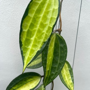 Hoya Marcophylla pot met goud (((Hoya)))) phyto-Cer////