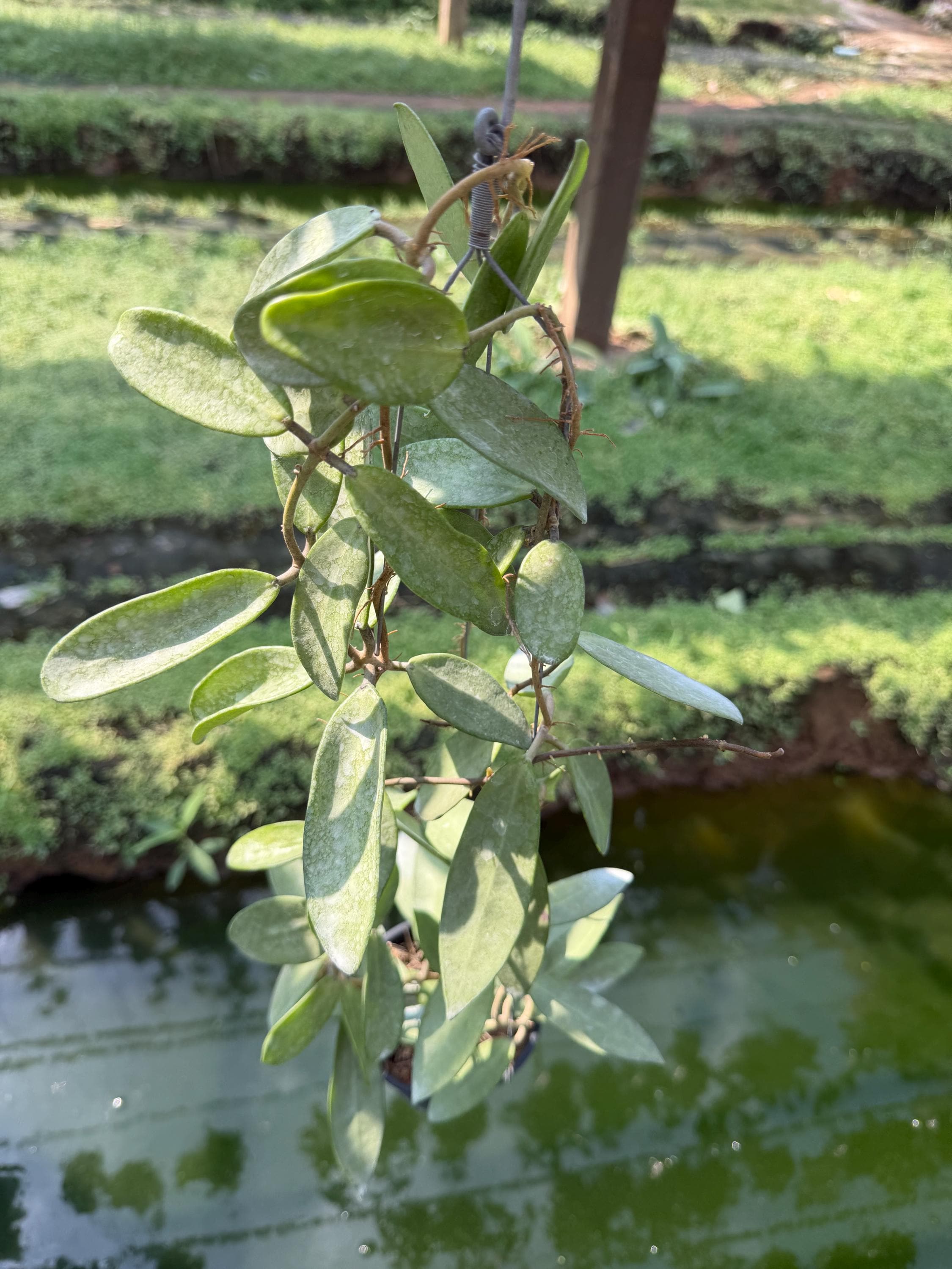 Hoya argentea princess - Etsy 日本