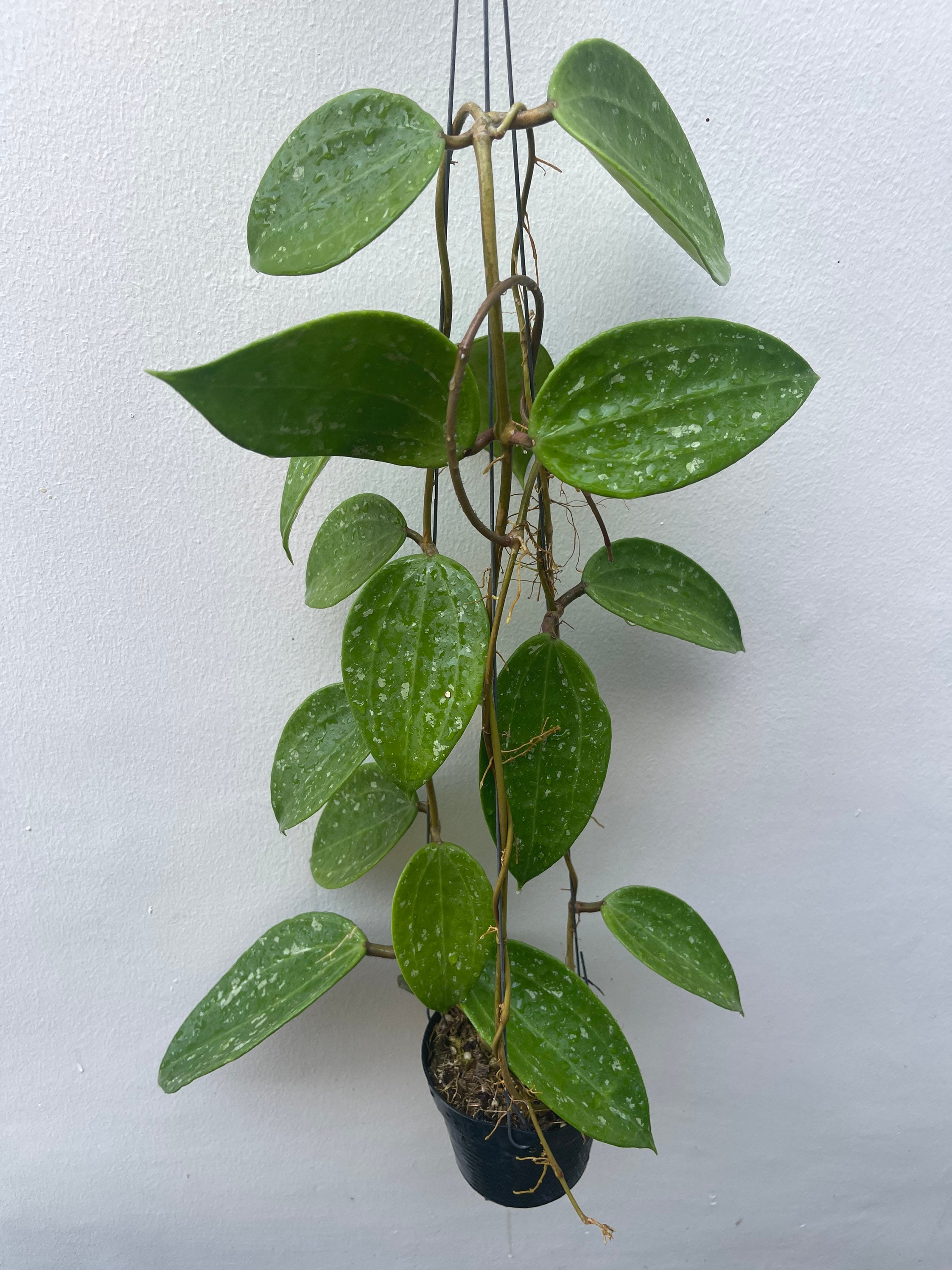 Hoya Sp.ra-ngae New Hybrid (((((rare Hoya))))) Phyto-cer //// - Etsy