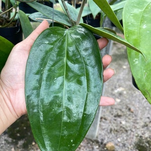 Hoya Rigida  (((Hoya))) phyto-cer////