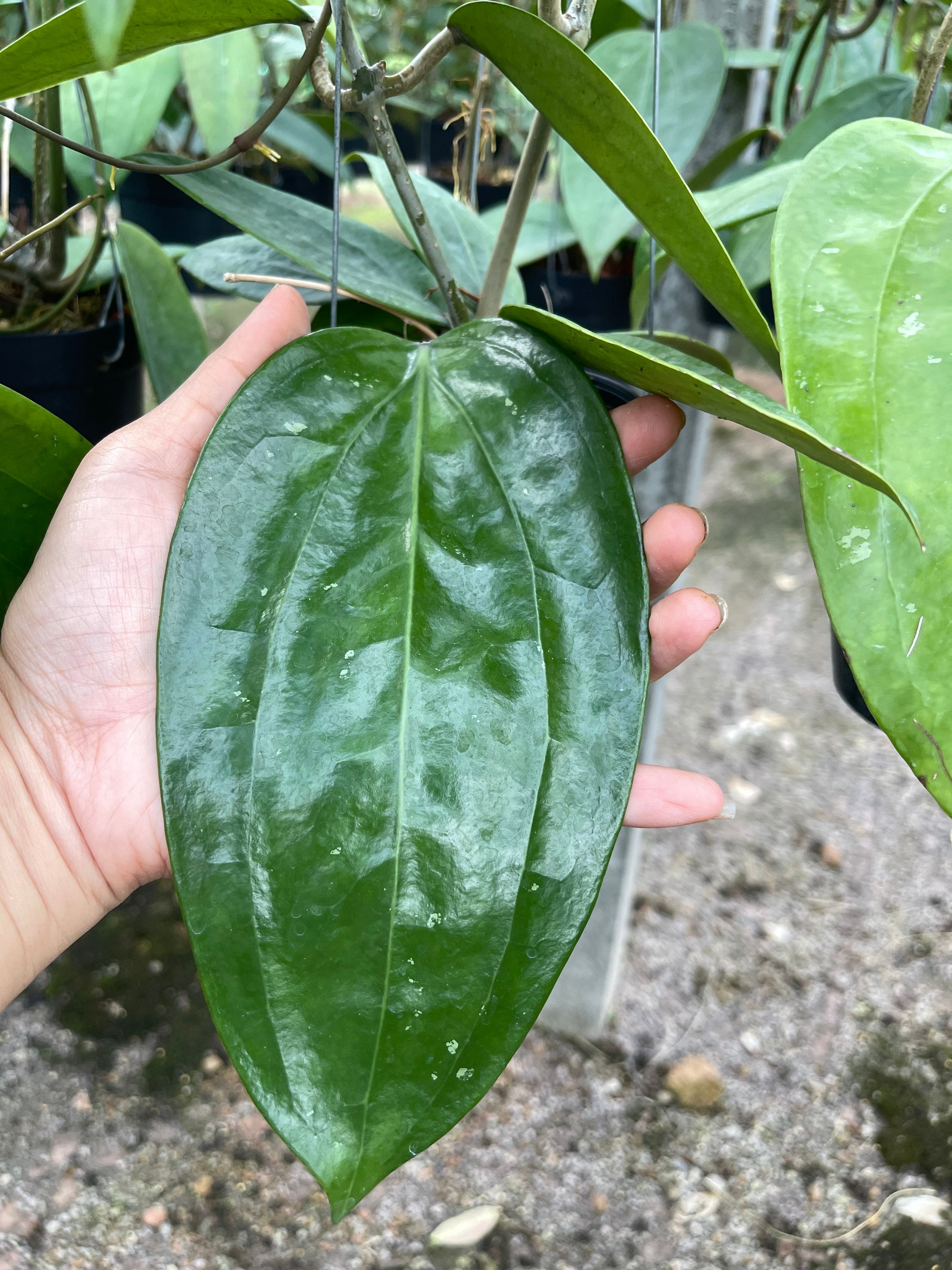 Hoya Rigida (((hoya))) Phyto-cer//// - Etsy