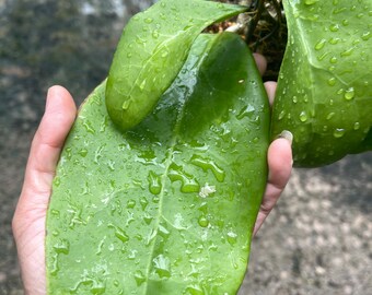 Hoya BP 08 ((((HOYA )))) phyto-Cer ////