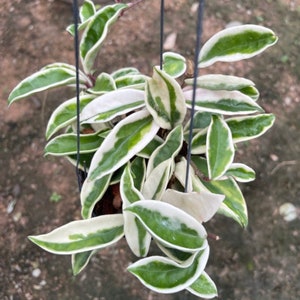 その他観葉植物 HOYA Lyi Hoya lyi prism - Etsy 日本