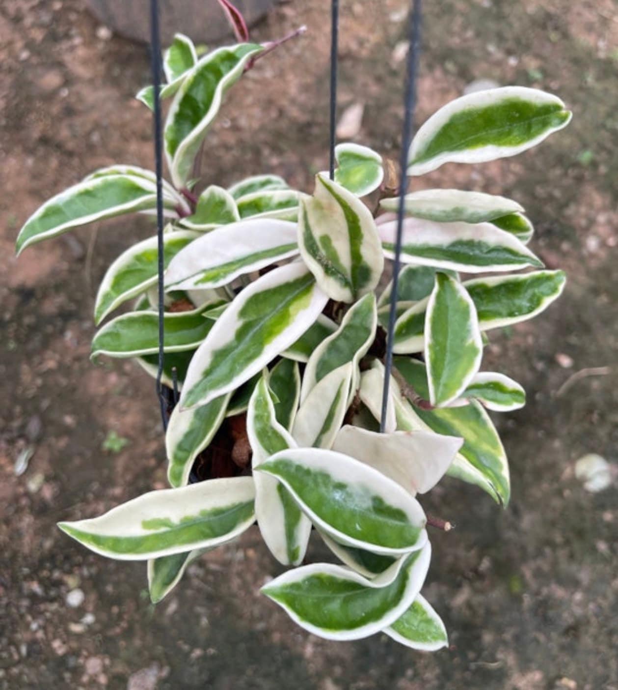 Hoya Carnosa Suzie Q ((hoya-red-corona )) ##phyto Cer /// - Etsy