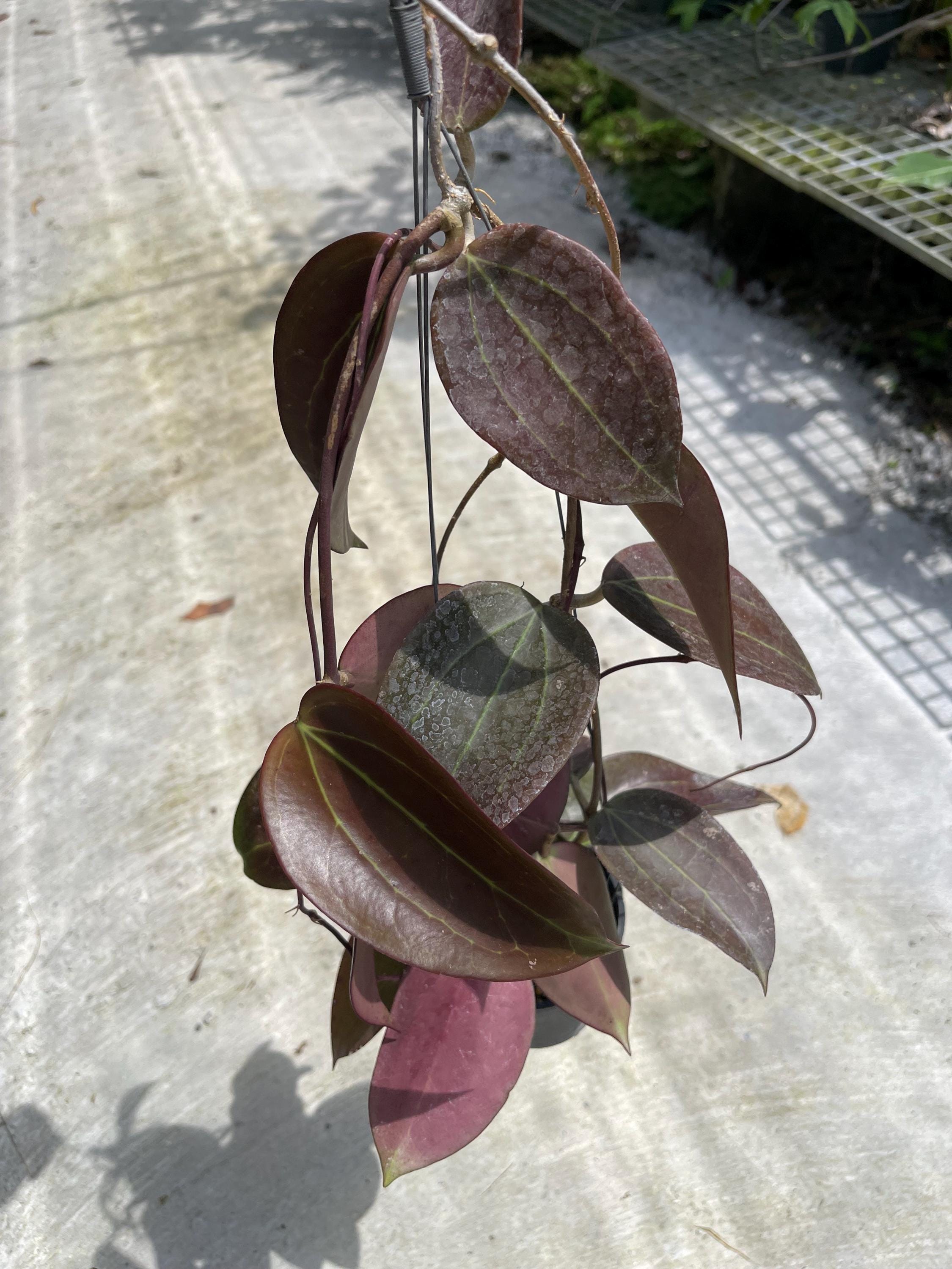 Hoya buntok - Etsy 日本