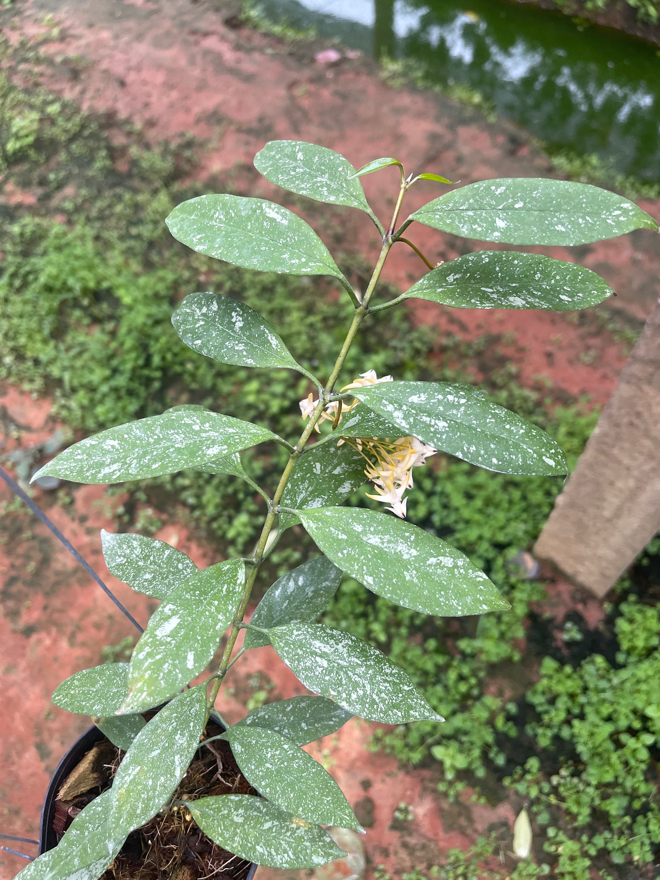 Hoya Multiflora (mini, Splash) ////free-phyto -cer//// - Etsy