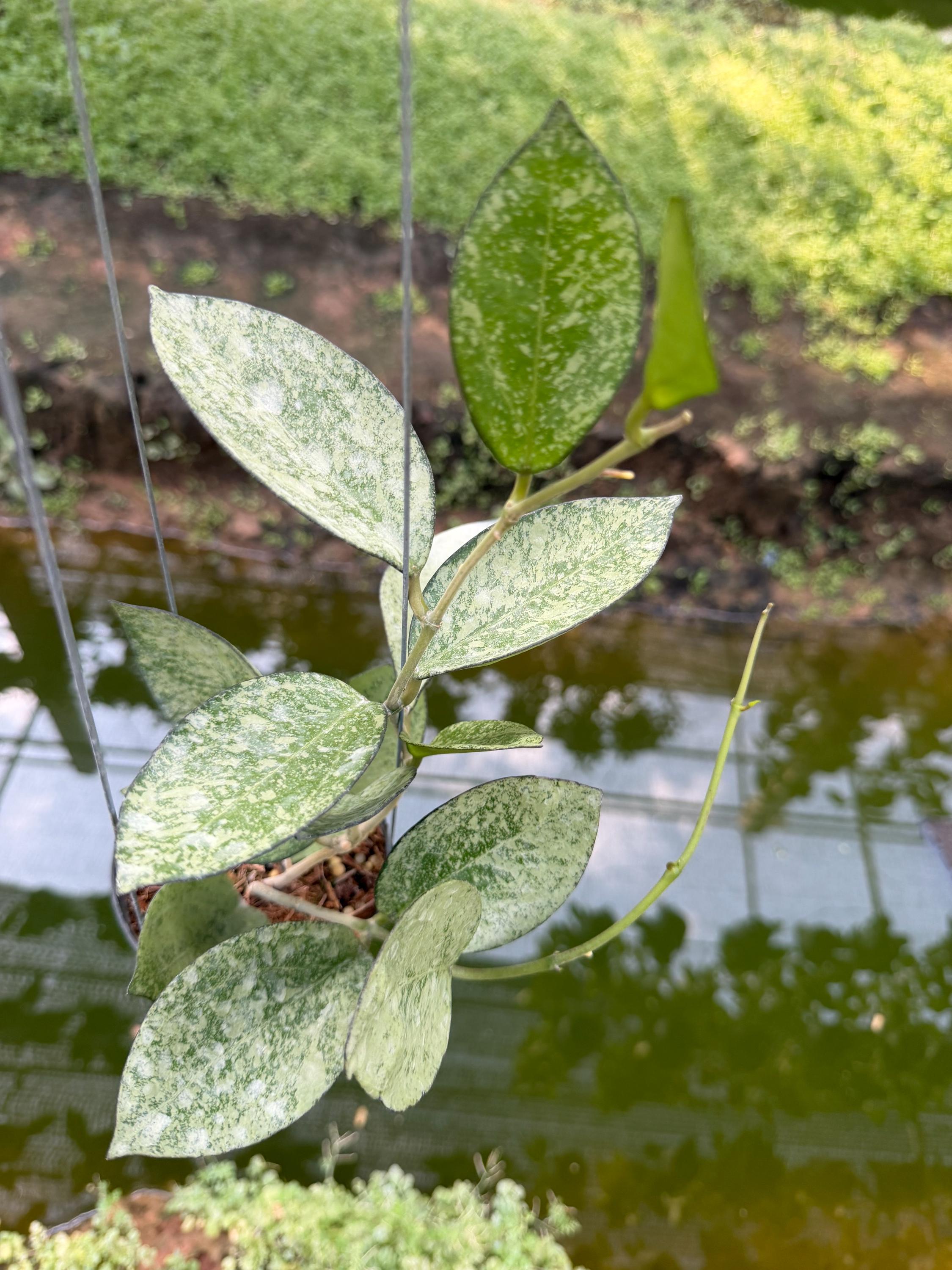 レアなHOYA bouensis Hoya Icensis 023 High Splash (((((hoya))))) Phyto -cer//// - Etsy