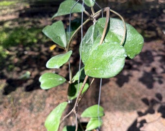 Hoya Sp. Chiang Dao Silver. - Etsy Canada