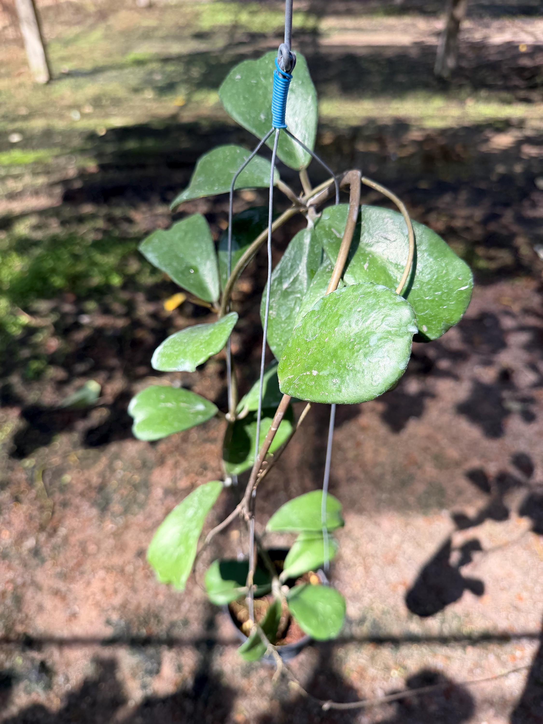 その他観葉植物 Hoya sp. Chiang Dao Hoya sp. Chiang Dao/////phyto-cer///// - Etsy 日本