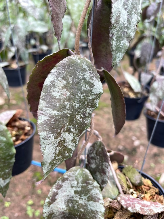 Hoya Flagellata silver – Aroid Market