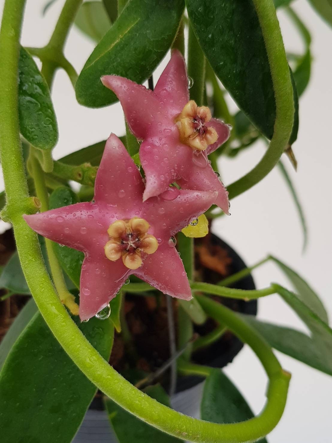 新年セール レア ホヤ アルクボルディアーナ ピンク サクララン 大苗