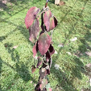 Hoya Caudata big (((Hoya -Green-Leaves ))) phyto-vet/////