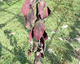 Hoya Caudata grande (((Hoya -Green-Leaves))) fito-vet/////