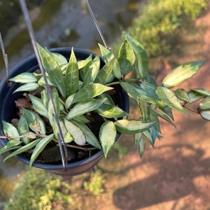 Hoya Lacunosa bont ((((Hoya)))) phyto-cer////
