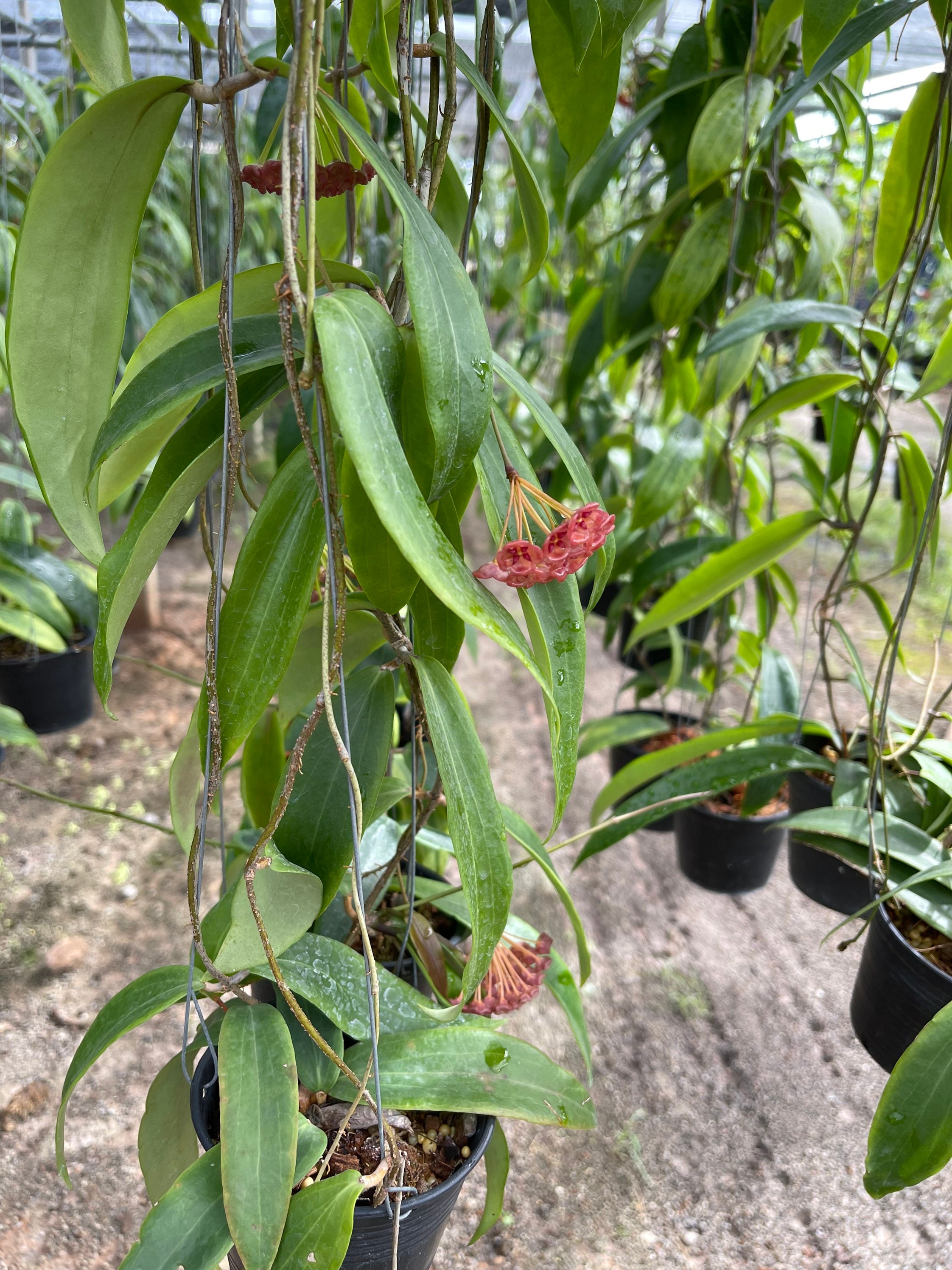 Hoya Siariae Red (((hoya)))) Phyto-cer///// - Etsy
