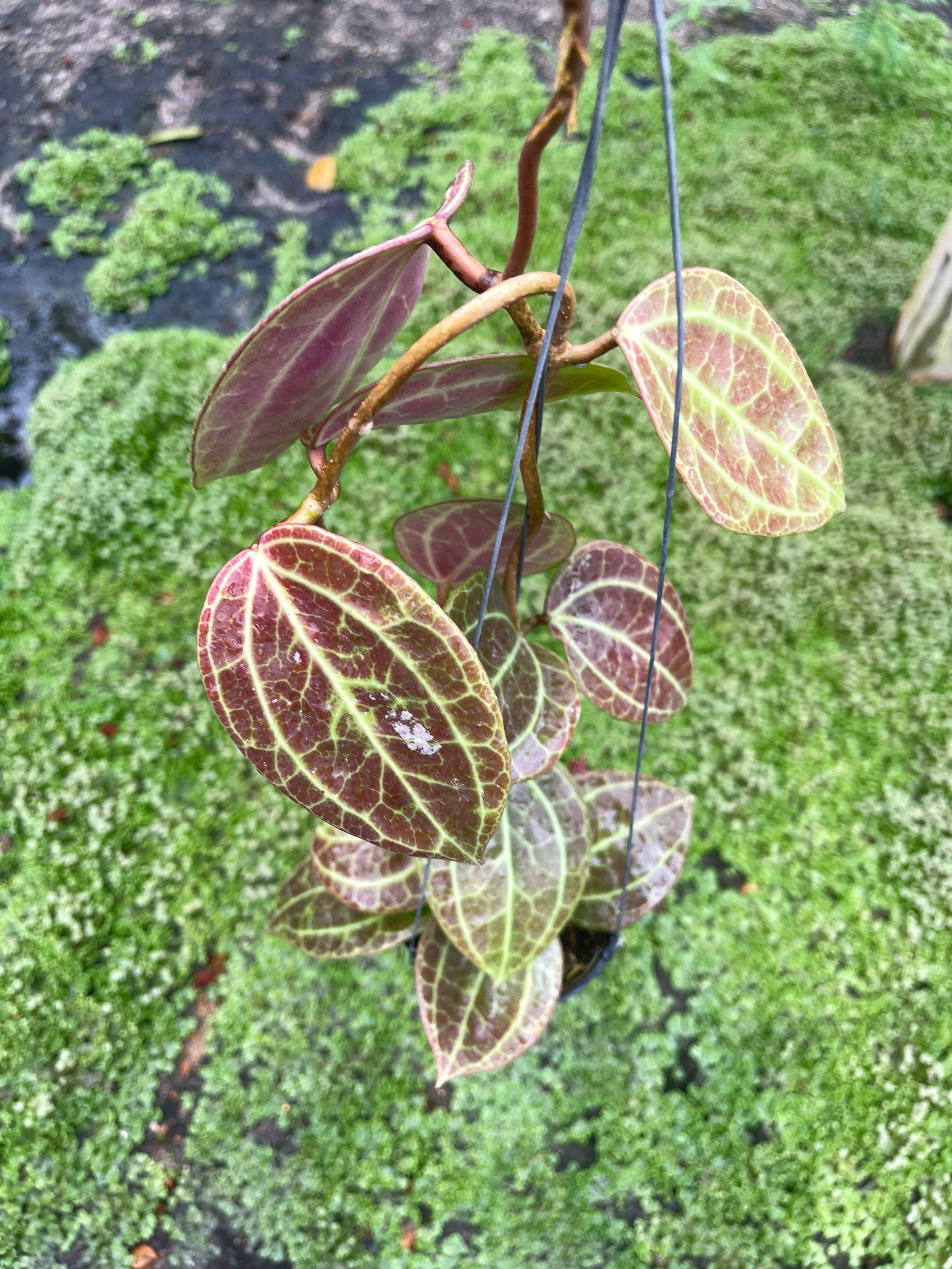Hoya Sulawesiana ホヤ スラウェシアナ ホヤ植物 Hoya plants