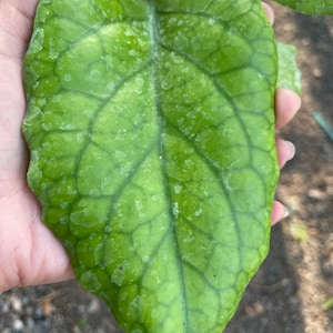 Hoya Patchalawalai -029 ((((HOYA)) ##phyto cer  ///