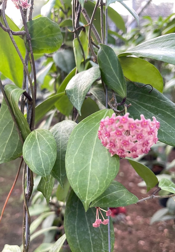 Hoya Sp.mpr 02 IML 1866 ((((hoya)))) Phyto-cer///// - Etsy Canada
