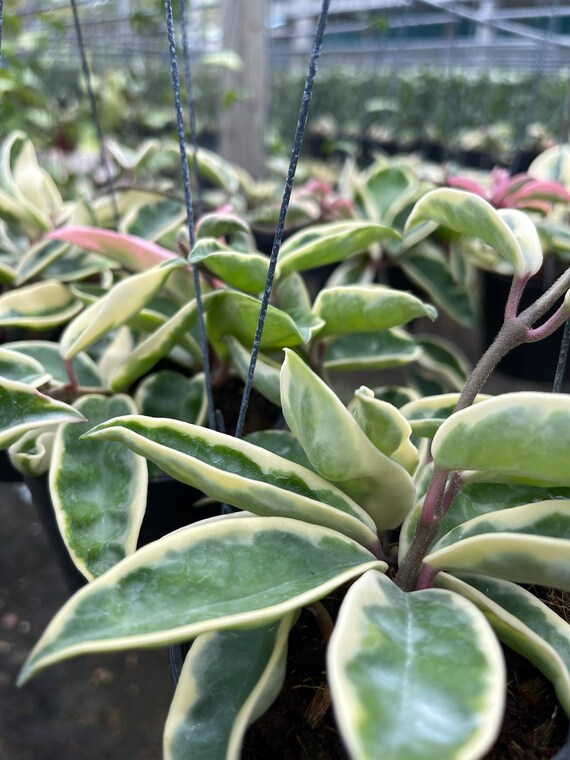 【販売終了カラー】unico YIPPY COZY Geranium 販売終了カラー】unico YIPPY COZY Geranium 販売終了カラー】unico