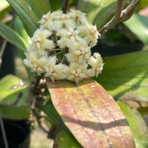 Hoya Erythina round from ((HOYA-Red-leaves )) ##phyto cer  ///