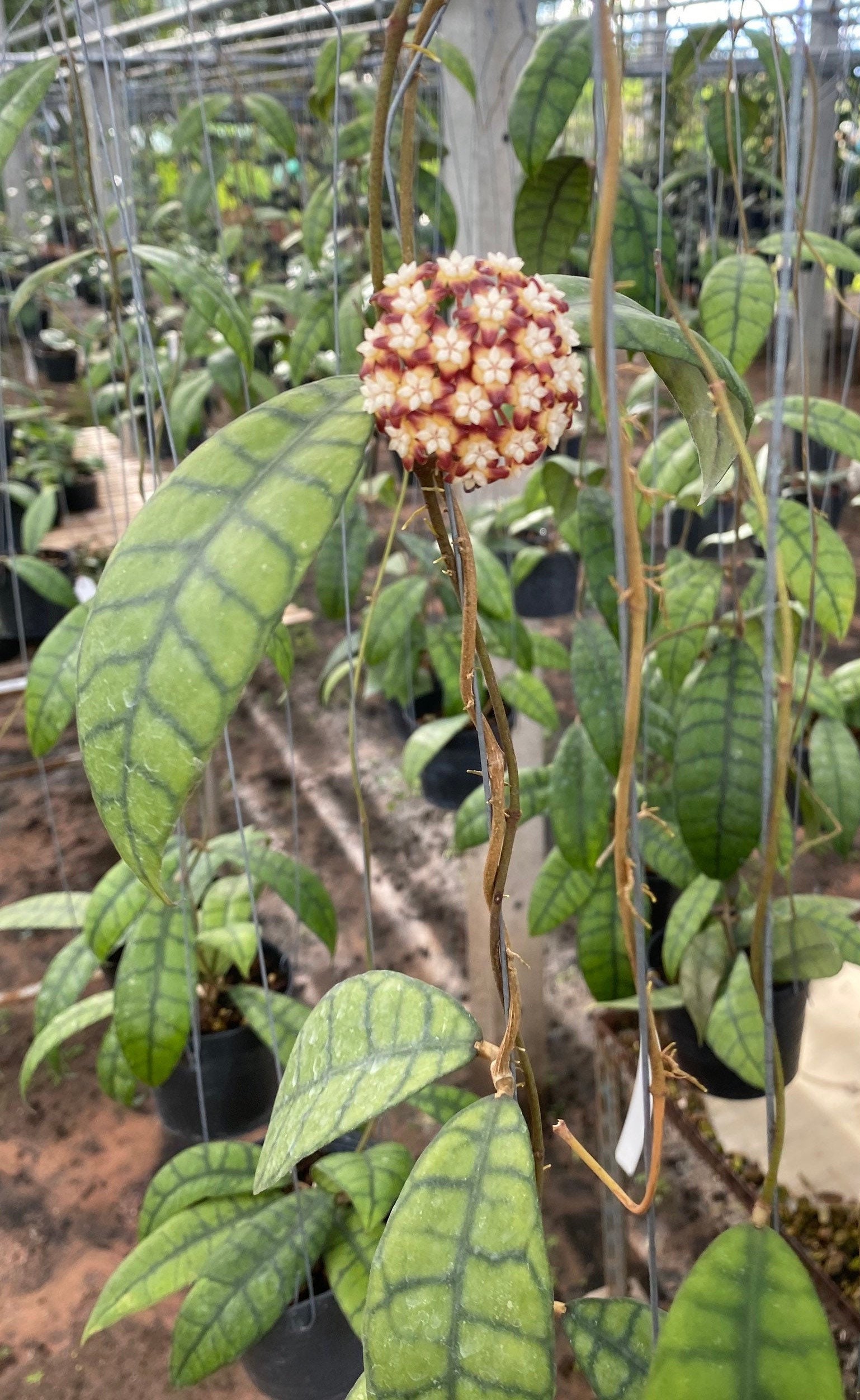 Hoya Callistophylla Long ((((hoya)))) Phyto-cer//// - Etsy
