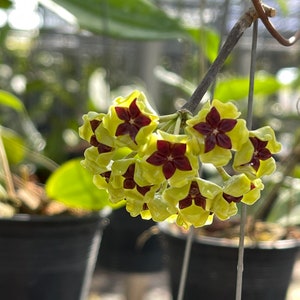 Hoya-cinnamomifolia (((Hoya )))phyto-cer///