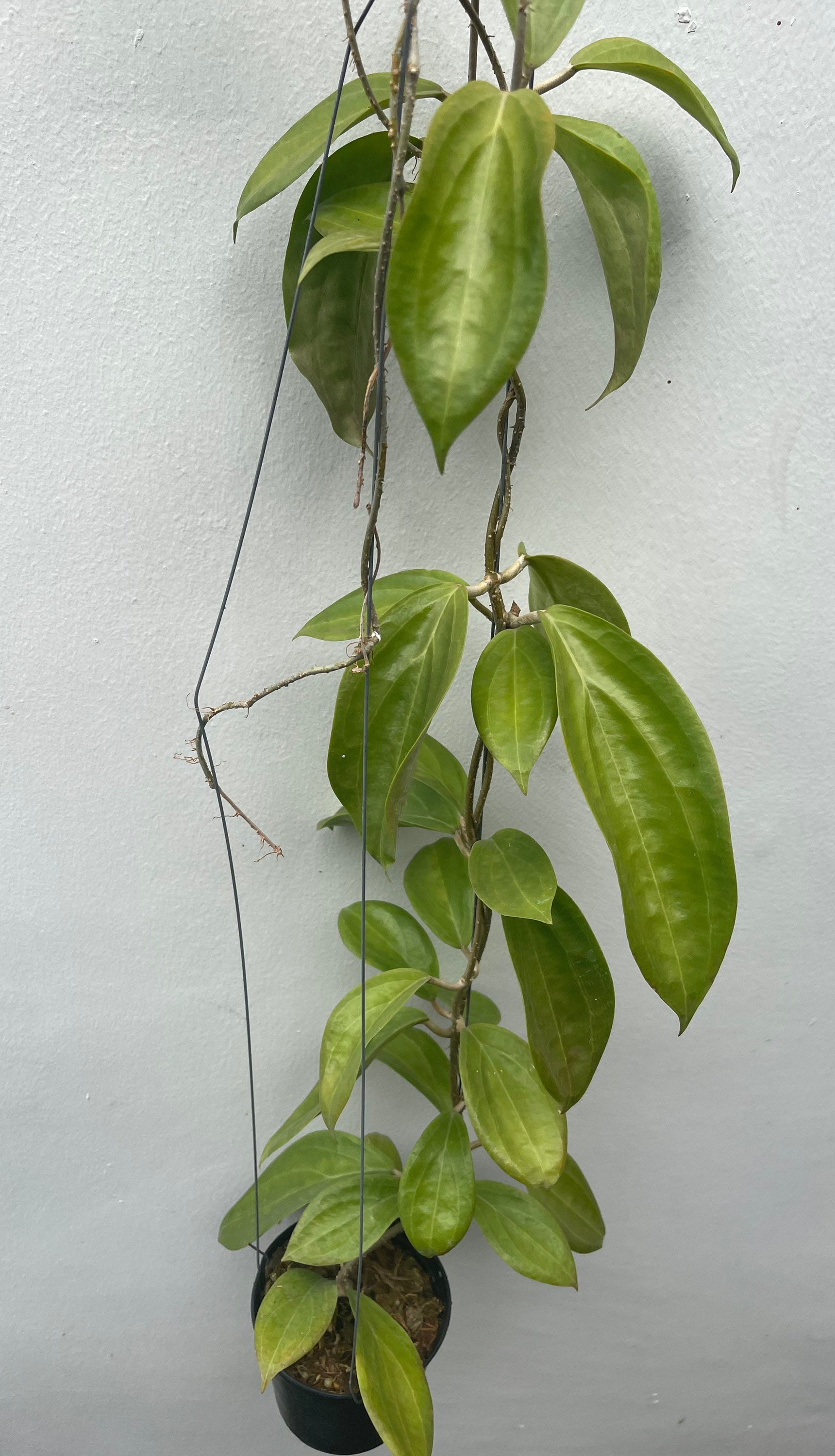 Hoya UT-033 (((hoya))) Phyto-cer//// - Etsy Canada
