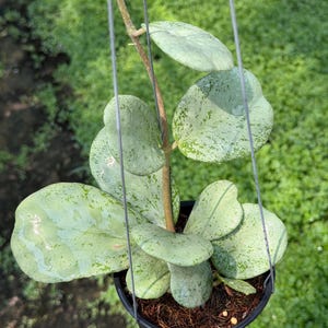 Hoya Chiang Dao - Etsy