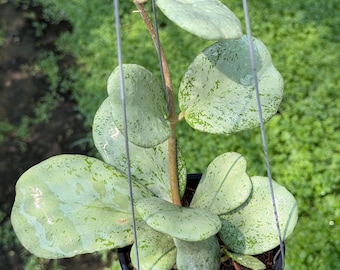 Hoya Chiang Dao Silver Rooted Active Growth Point + Free