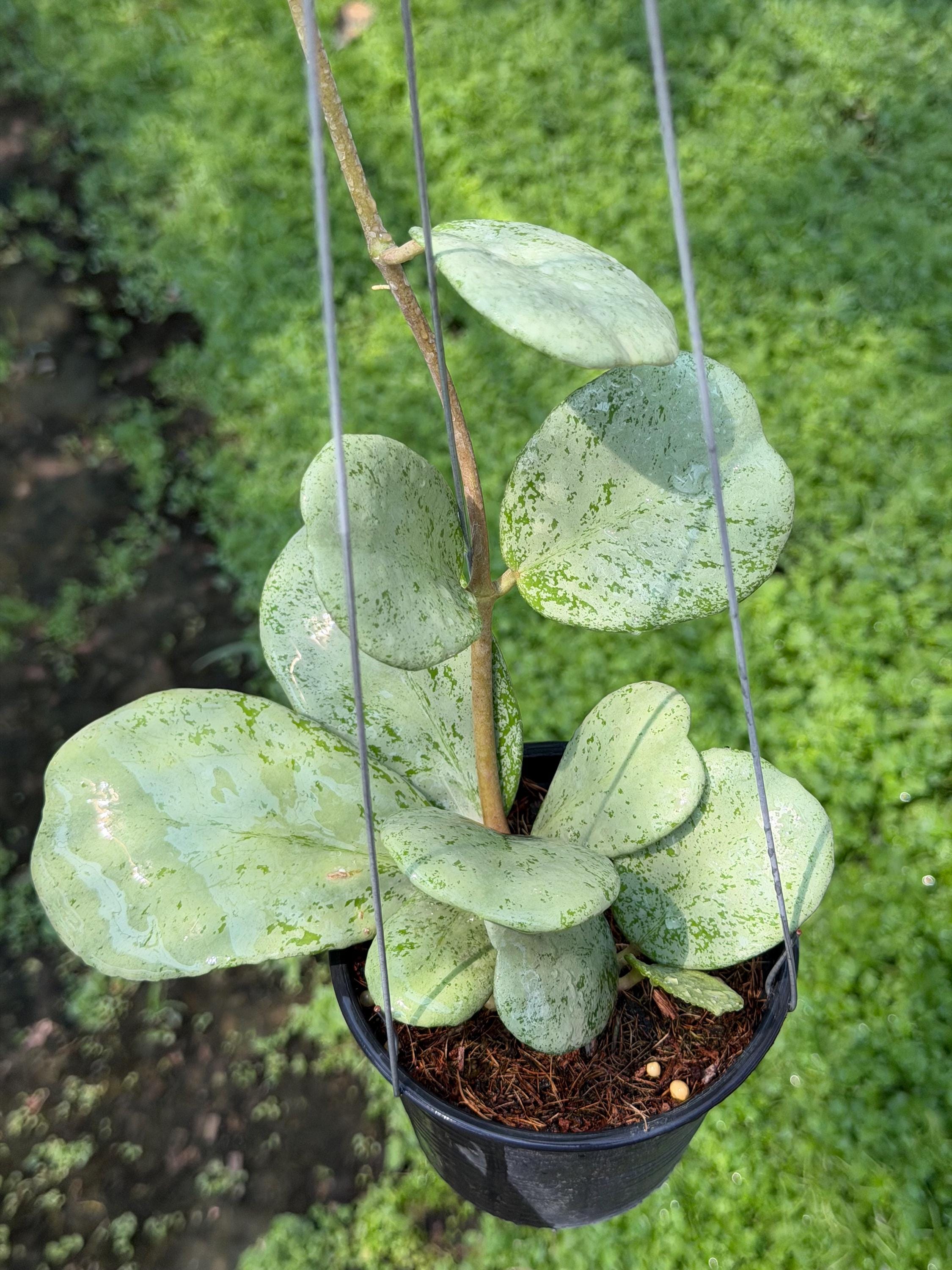 Hoya chiang dao - Etsy 日本