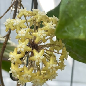 Hoya Surigaoensis((HOYA)) ##phyto cer  ///