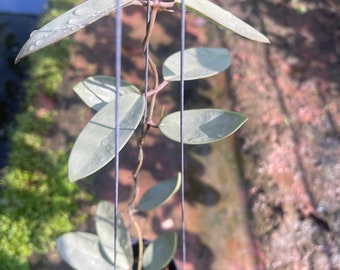 Hoya Silver Dollar////phyto-cer///// - Etsy