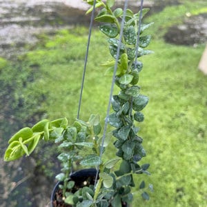 Puede incluir: Una planta colgante en maceta con hojas pequeñas y verdes y una vid rastrera. La planta está suspendida por alambres finos, con un fondo verde borroso. La maceta es negra y está llena de tierra.