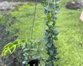 Hoya Chinghungensis fito-cer libre////