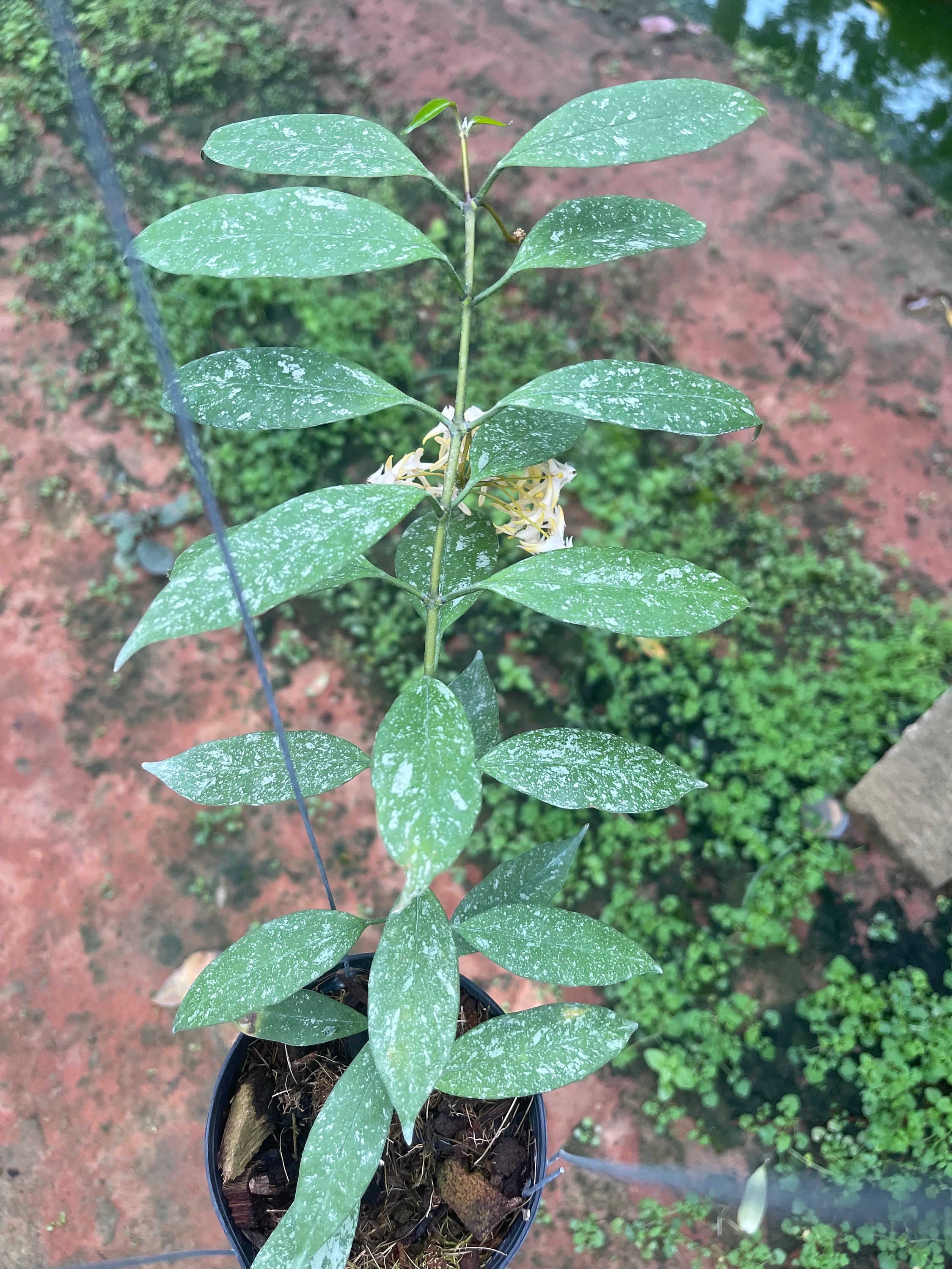 Hoya Multiflora (mini, Splash) ////free-phyto -cer//// - Etsy