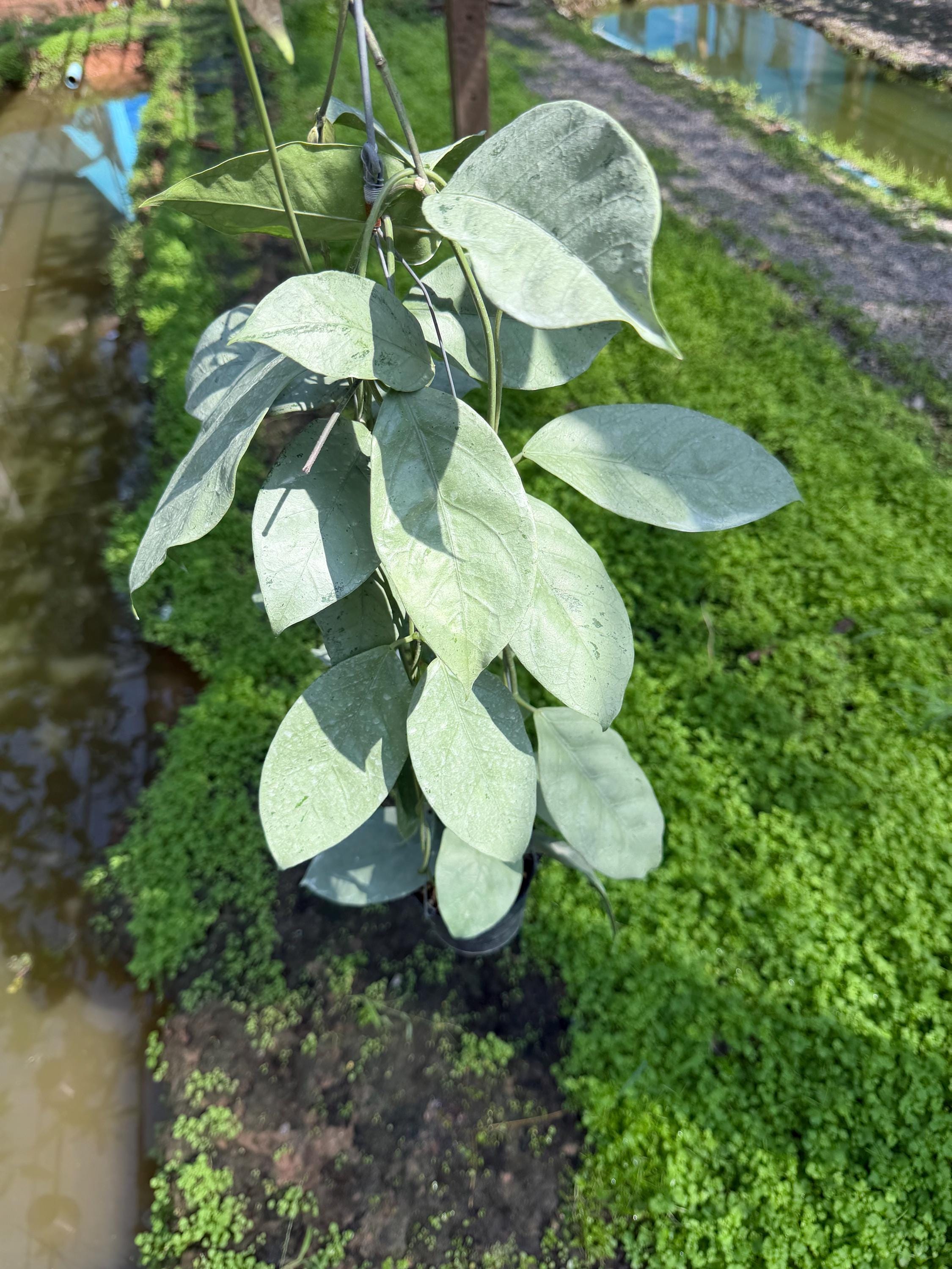 Hoya Coriacea Silver ///free Phyto-cer - Etsy