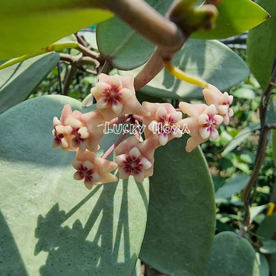 Hoya Silver Dollar////phyto-cer///// - Etsy