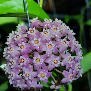Hoya Quang Tri //Gratis phyto-cer////