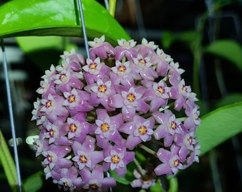 Hoya lyi Prism Pink Flower Node Cutting With Live Plants