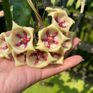 Hoya Archboldiana white  (((Hoya))) phyto -cer////