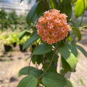 Hoya Fitchii orange (((Hoya)))phyto-cer////