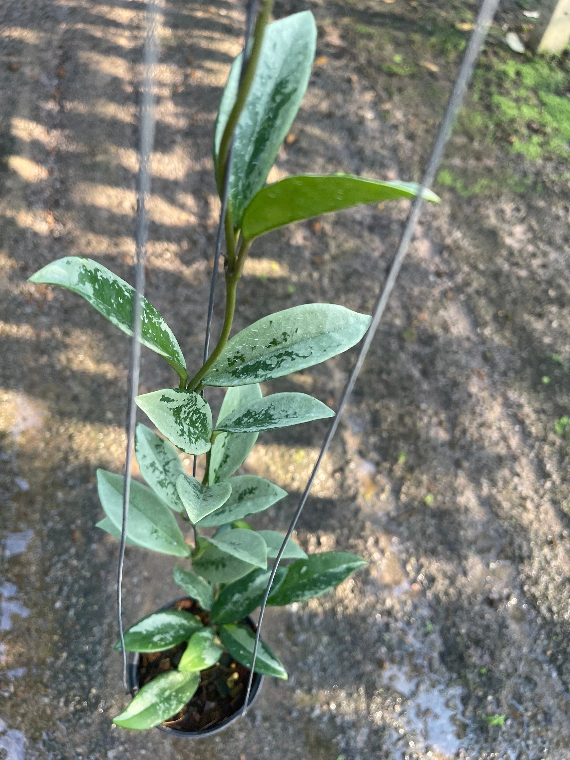 【専用】Hoya AH074など Hoya ah 074 - Etsy 日本