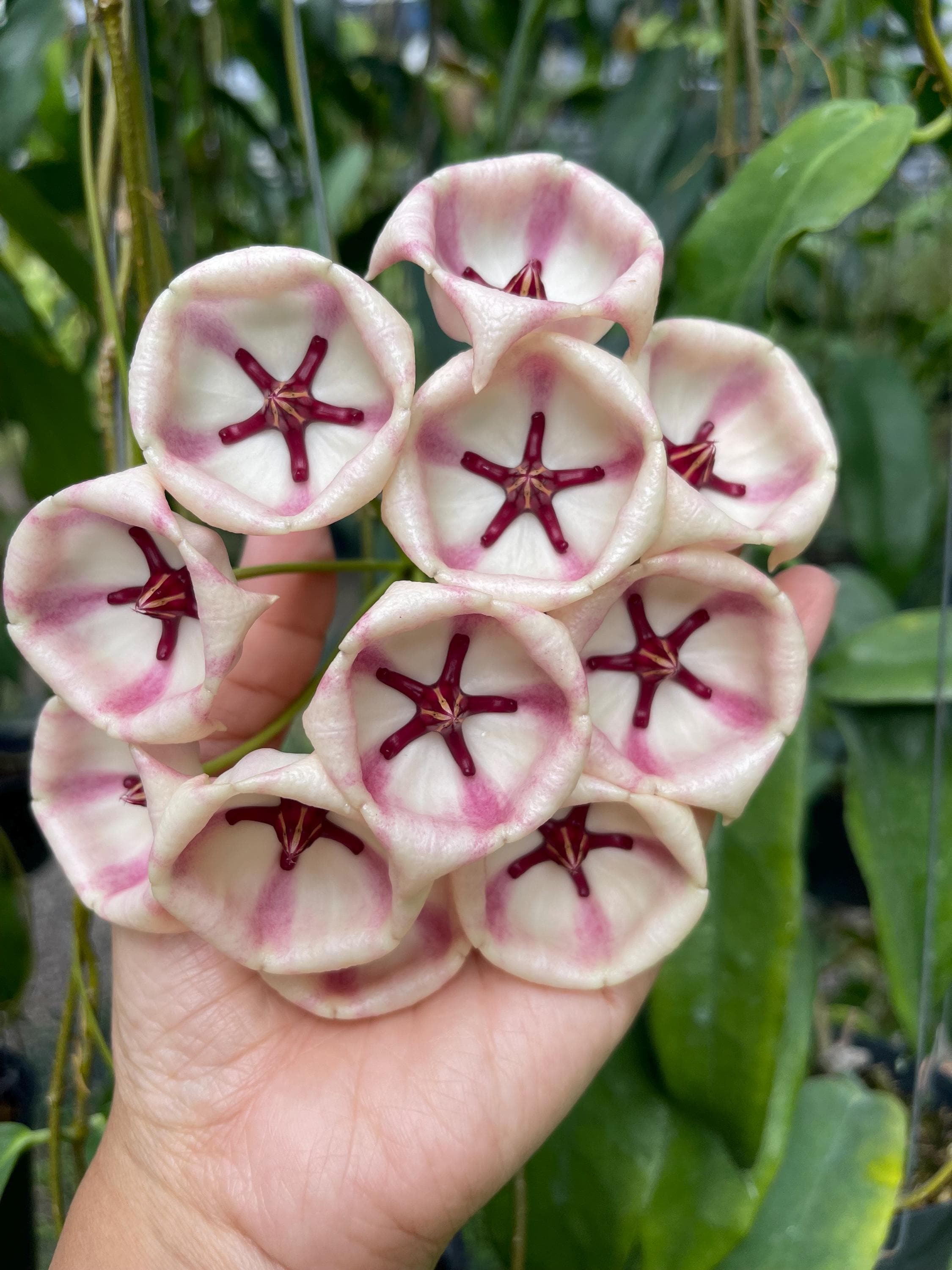 Hoya Archboldiana Pink (((hoya))) Phyto -cer//// - Etsy Hong Kong